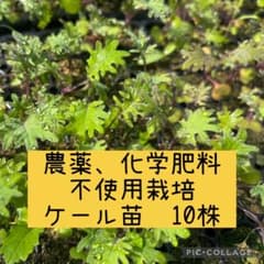 農薬化学肥料不使用 ケール苗 10株のサムネイル