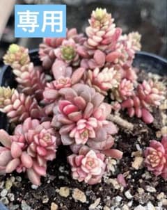 多肉植物 リヤド錦 抜き苗 | Shop at Mercari from Japan! | Buyee