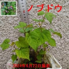 m87640478519_1.jpg?1719031359