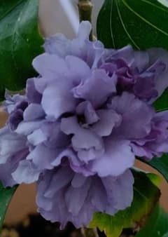 ムクゲ 紫玉（薔薇苗オマケ付）のサムネイル