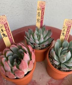 赤鬼、青鬼、赤鬼3点セット　多肉植物　ミックスベリアのサムネイル