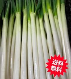 国産長ネギ Ｌサイズ【11kg】 - 3