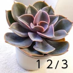 多肉植物★エケベリア★パールフォンニュルンベルグのサムネイル