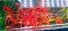 ロタラレディッシュ　5本のサムネイル