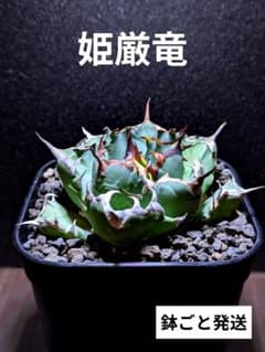 写真現品｜厳選極上株】アガベ チタノタ 姫厳竜 ☆超有望株（鉢ごと