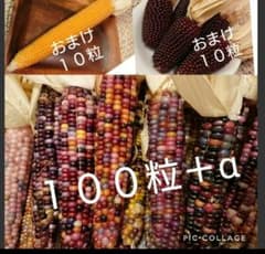 グラスジェムコーンの種１００粒＋αおまけ付きのサムネイル