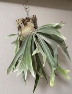 P. Mt.Lewis 白姫（ビカクシダ　マウントルイス白姫）　※子株販売 P. Mt.Lewis 白姫（ビカクシダ マウントルイス白姫） ※子株販売 - メルカリ