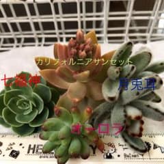 多肉植物 カット苗のサムネイル