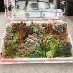 多肉植物 初心者様向け 詰め合わせのサムネイル