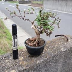 チリメンカズラ　盆栽 雑木 懸崖風 鉢植え チリメンカズラ 盆栽 雑木 懸崖風 鉢植え - メルカリ