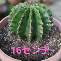 サボテン 多肉植物サボテン 群生 短毛丸 たんげまる 16センチ 子株