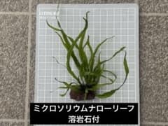 ミクロソリウムナローリーフ 溶岩石付のサムネイル