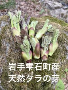 【確認用】岩手雫石町産 天然もの お山のタラの芽 数量限定 先行予約開始】山菜の王様👑タラの芽 雫石町産 天然たらの芽