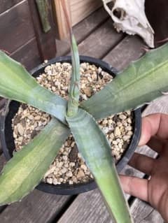 耐寒性アガベ スカブラ中斑◇ドライガーデン錦ユッカ斑入りサボテン多肉　アロエ南国 耐寒性アガベ スカブラ中斑◇ドライガーデン錦ユッカ斑入り