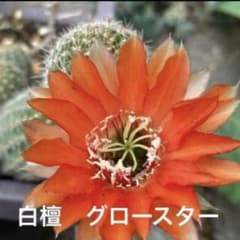 香型花サボテン 大型白檀 カキコ 1個 - メルカリ