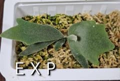 ささ様ご検討中　2種セット　ウィリンキー　イエロームーンドワーフトトロ　ＥＸＰ ささ様ご検討中 2種セット ウィリンキー イエロームーンドワーフトトロ