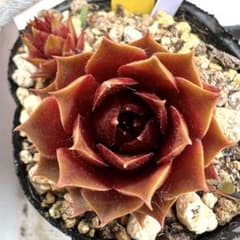 多肉植物 センペルビウム アグロー No.30【黄】 - メルカリ