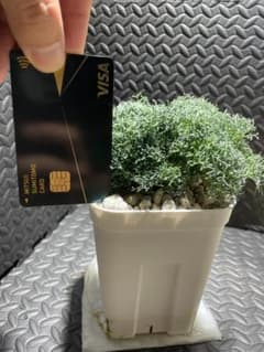 モンソニア ペニクリナム_実生株B（抜き苗）【価格交渉可】 モンソニア ペニクリナム_実生株E（抜き苗）【価格交渉可】 - メルカリ