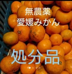愛媛県産  無農薬みかん(処分品)１０kgのサムネイル
