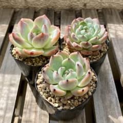 多肉植物　おらいさん　ミックスベリア　セット　11のサムネイル