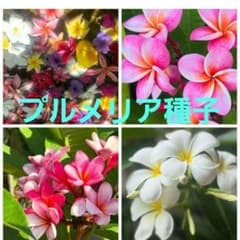 ROSE様 リクエスト 2点 まとめ商品のサムネイル