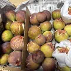 イチヂク（蓬莱柿）　配送エリア限定　翌日の午前中お受け取り可能な方のサムネイル