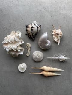 レア】 標本 タツノオトシゴ オウムガイ オウム貝 ヒレシャコガイ