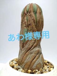 古木 巨大 ユーフォルビア オベサ Euphorbia obesa 選抜 太株 古木 巨大 ユーフォルビア オベサ Euphorbia obesa レア 選抜株 - メルカリ