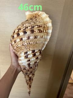 法螺貝　46cm(直接42.7cm)1193g 法螺貝 46cm(直接42.7cm)1193g - メルカリ