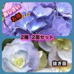 ❇️しっかり発根しています❇️紫陽花 2種 2苗セット☆抜き苗J - メルカリ