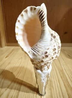 ココンパクト修験道法螺貝 山伏 密教 熊よけ 魔除け❣️ホラガイ