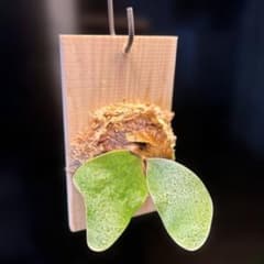 ビカクシダ　ネプチューンのサムネイル