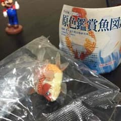 れいさん専用‼︎原色観賞魚図鑑1のサムネイル