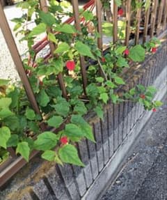 チロリアンランプ　挿し芽苗3本のサムネイル