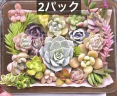 【2パック】多肉弁当★カット苗セットのサムネイル