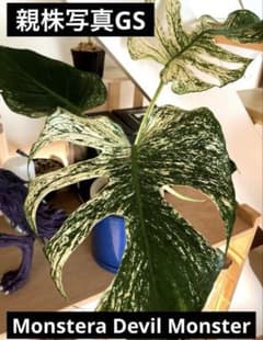 ガ*チ様 モンステラデリシオーサ デビルモンスター　カット茎　ミドルカット2節 モンステラデリシオーサ デビルモンスター カット茎 ミドルカット2節