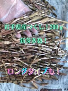 岩手県産つくし！200ｇ新芽多数即買いOK！！のサムネイル