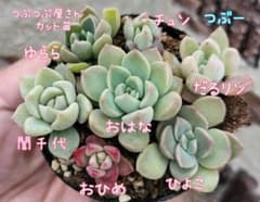 つぶつぶ屋さんカット苗セット♡お楽しみオマケ付き♡ - メルカリ