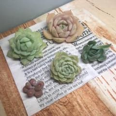 多肉植物カット苗セット(デレッセーナ、静夜、イリア他)のサムネイル