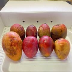 宮古島産 アップルマンゴー４㎏ 訳あり品 クール便 宮古島産 アップルマンゴー 2㎏ 加工用 最終出品 クール便 - メルカリ
