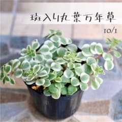 多肉植物【斑入り丸葉万年草】セダム ポットごと or 抜き苗 6㎝ポット