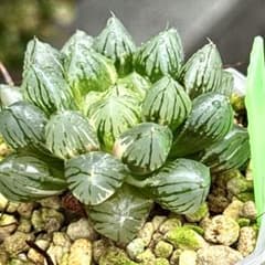 OMオブツーサ錦 超美株 ハオルチア 観葉植物 27 - メルカリ