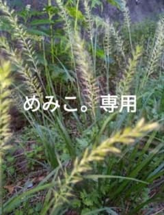 めみこ。様専用　ひゃくまごく玄10kg 　3分セイマ込のサムネイル