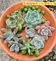 多肉植物 カット苗セット 寄せ植え エケベリア 韓国苗 - メルカリ