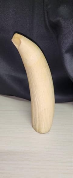 マッコウクジラ 歯 鯨歯 特大 334g 印材や工芸品の素材などに - メルカリ