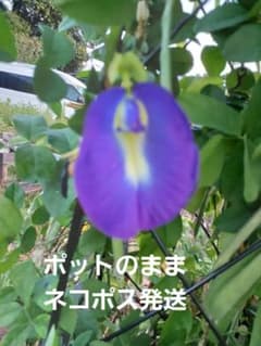 チョウマメ　(バタフライピー)3苗のサムネイル