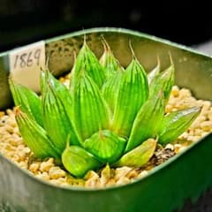 り*せ様 1869 ◎星の花 実生多肉植物 ハオルチア アロエ - メルカリ