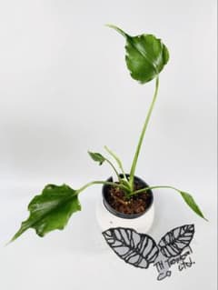 GW2 Monstera Unniiae モンステラ　デリシオーサ ウンニアエ Monstera Unniiae モンステラ デリシオーサ ウンニアエ - メルカリ
