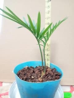 ソテツ実生苗のサムネイル