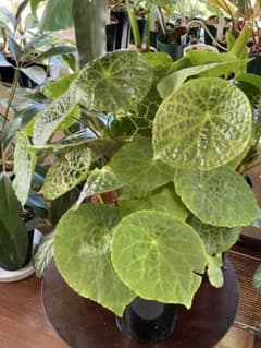 ベゴニア フートエンシス Begonia Phuthoensis✨✨大型K - メルカリ